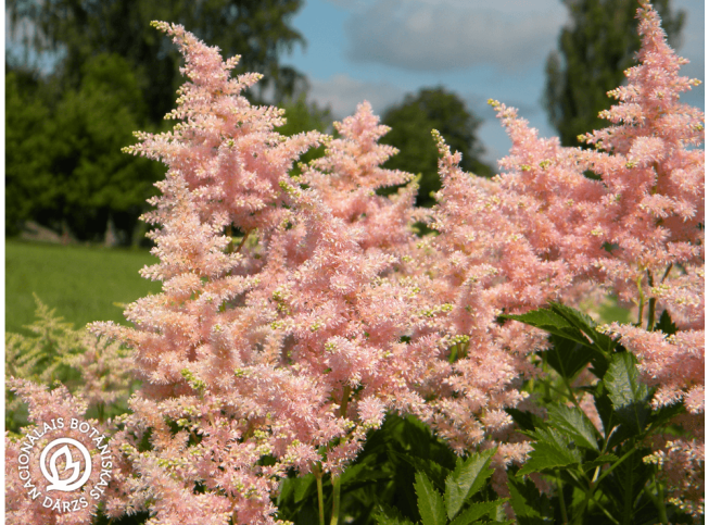 Astilbe japonica   'Peach Blossom'